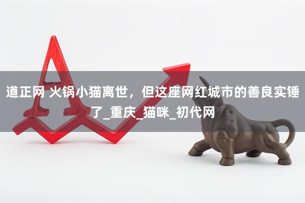 道正网 火锅小猫离世，但这座网红城市的善良实锤了_重庆_猫咪_初代网