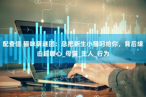 配查信 猫咪萌谜团：总把新生小猫叼给你，背后缘由超暖心_母猫_主人_行为