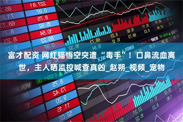 富才配资 网红猫悟空突遭 “毒手”！口鼻流血离世，主人晒监控喊查真凶_赵朔_视频_宠物