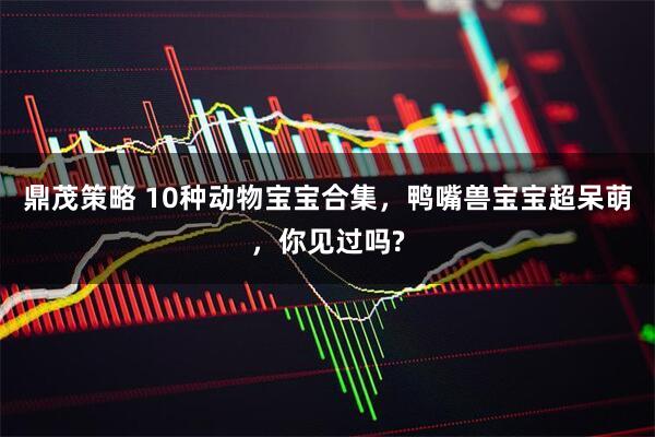 鼎茂策略 10种动物宝宝合集，鸭嘴兽宝宝超呆萌，你见过吗?